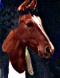 ashcroft-horse-small.jpg (3933 bytes)
